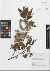 Foto von Salix fulvopubescens var. tagawana (Koidz.) K. C. Yang & T. C. Huang